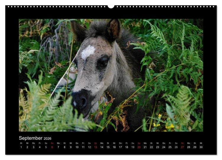 Produktbild: Garranos - Bedrohte Wildpferde Europas (hochwertiger Premium Wandkalender 2026 DIN A2 quer), Kunstdruck in Hochglanz
