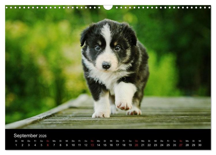 Produktbild: Der Bordercollie-Kalender (Wandkalender 2026 DIN A3 quer), CALVENDO Monatskalender