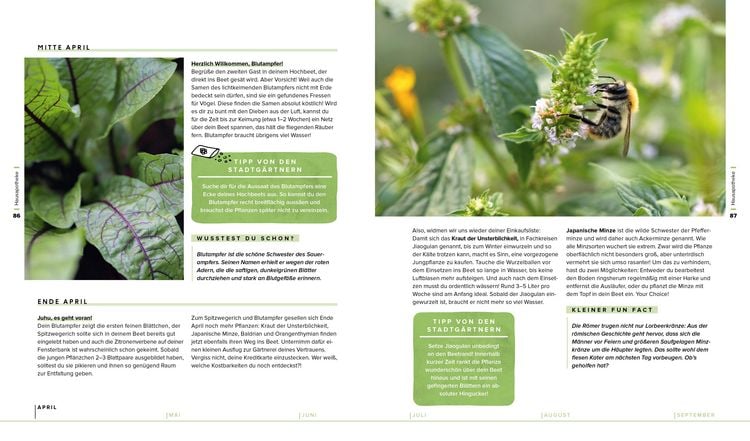 Produktbild: Frisch aus dem Hochbeet &ndash;&nbsp;Das Praxisbuch