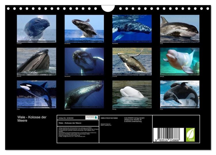 Produktbild: Wale - Kolosse der Meere (Wandkalender 2026 DIN A4 quer), CALVENDO Monatskalender