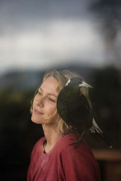 Produktbild: Befl&uuml;gelt - Ein Vogel namens Penguin Bloom