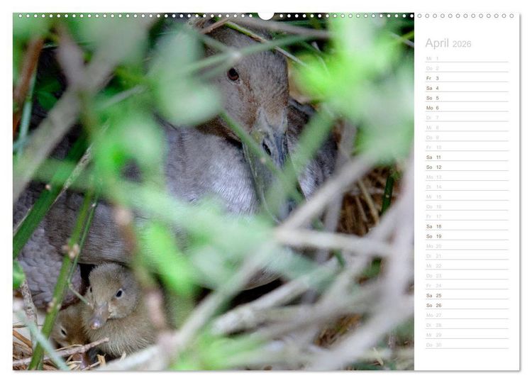 Produktbild: Laufenten - tierisch liebenswerte Zeitgenossen (hochwertiger Premium Wandkalender 2026 DIN A2 quer), Kunstdruck in Hochglanz