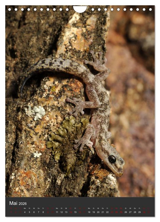 Produktbild: GECKOS (Wandkalender 2026 DIN A4 hoch), CALVENDO Monatskalender