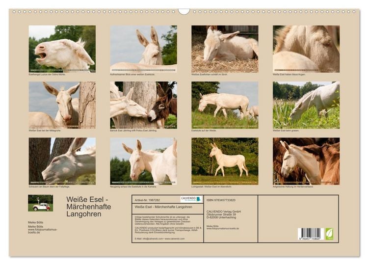 Produktbild: Wei&szlig;e Esel - M&auml;rchenhafte Langohren (Wandkalender 2026 DIN A2 quer), CALVENDO Monatskalender