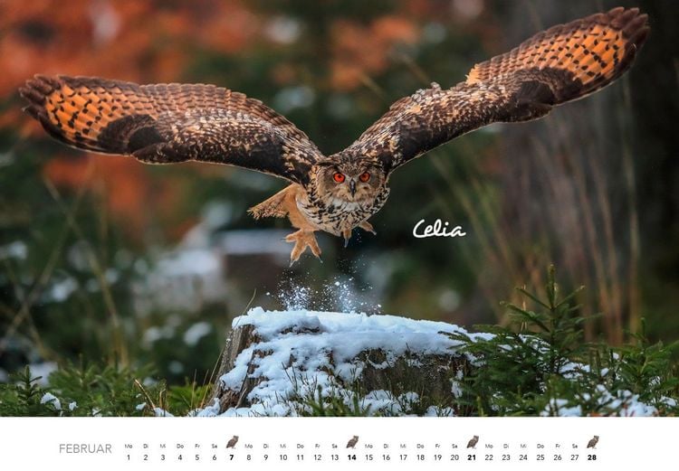 Produktbild: Eulen Kalender 2027