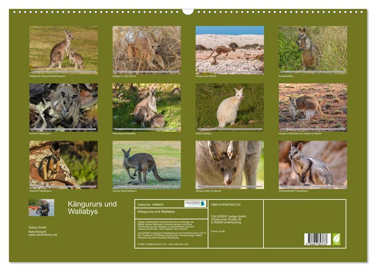 Produktbild: K&auml;ngururs und Wallabys (Wandkalender 2026 DIN A2 quer), CALVENDO Monatskalender