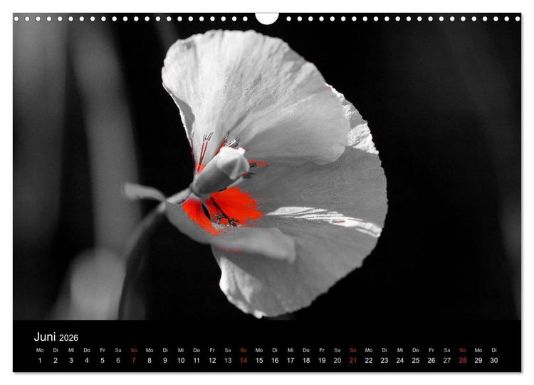 Produktbild: schwarz/wei&szlig; trifft farbe (Wandkalender 2026 DIN A3 quer), CALVENDO Monatskalender