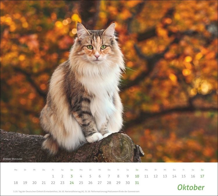 Produktbild: times&more Katzen Bildkalender 2027