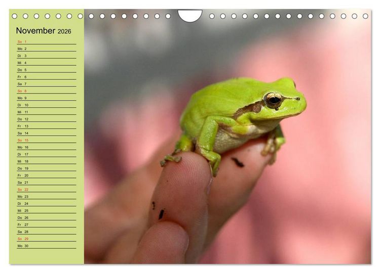 Produktbild: Frosch m&uuml;sste man sein! (Wandkalender 2026 DIN A4 quer), CALVENDO Monatskalender