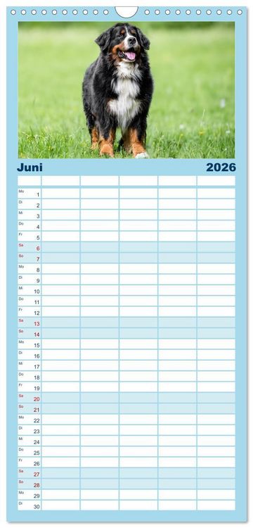 Produktbild: Familienplaner 2026 - Berner Sennenhunde - Faszinierende Herzensbrecher mit 5 Spalten (Wandkalender, 21 x 45 cm) CALVENDO