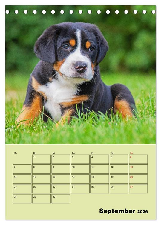 Produktbild: Familienplaner Gro&szlig;er Schweizer Sennenhund (Tischkalender 2026 DIN A5 hoch), CALVENDO Monatskalender