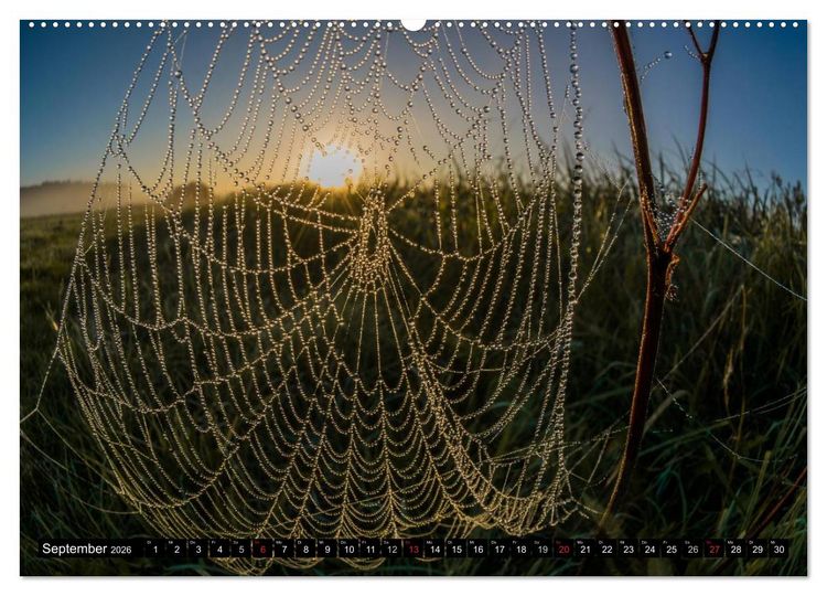Produktbild: Immer wieder Sonnenschein (Wandkalender 2026 DIN A2 quer), CALVENDO Monatskalender