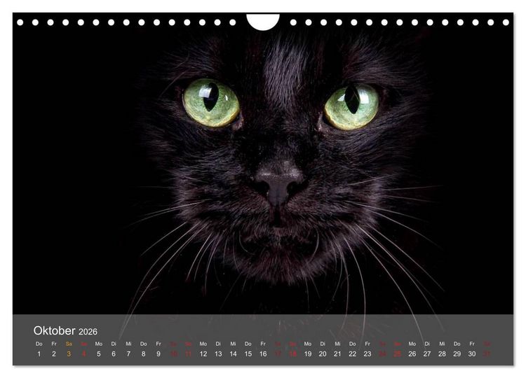 Produktbild: Katzen 2026 Bezaubernde Samtpfoten (Wandkalender 2026 DIN A4 quer), CALVENDO Monatskalender