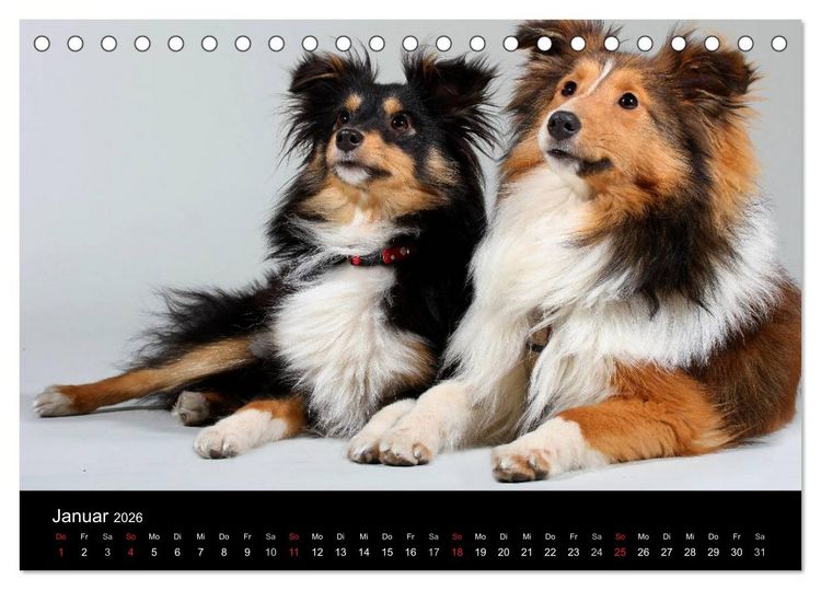 Produktbild: Shelties 2026 (Tischkalender 2026 DIN A5 quer), CALVENDO Monatskalender