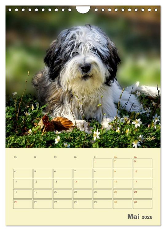 Produktbild: PON-Welpen - jeder Tag ein gro&szlig;es Abenteuer / Planer (Wandkalender 2026 DIN A4 hoch), CALVENDO Monatskalender