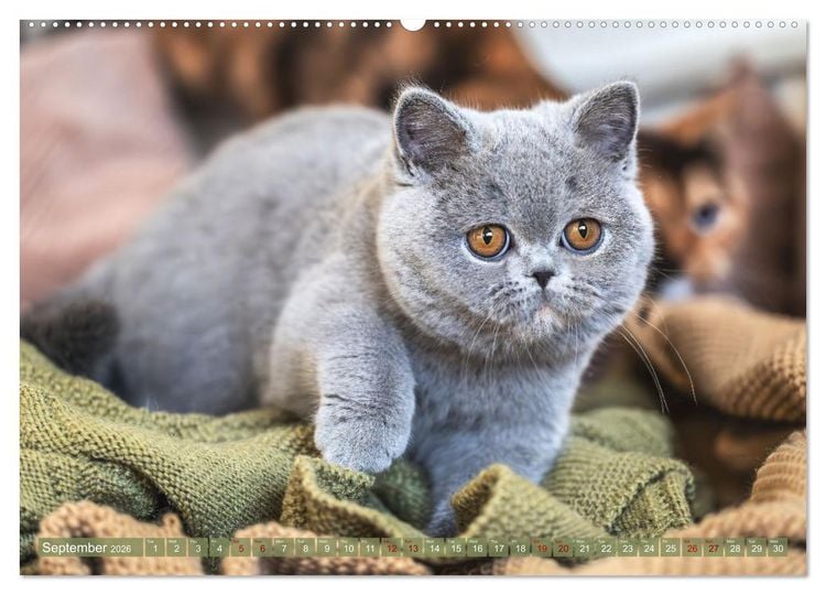Produktbild: Rare British Shorthair cats (High Quality Premium Wall Calendar 2026 DIN A2 landscape),CALVENDO 12 Month Wall Calendar