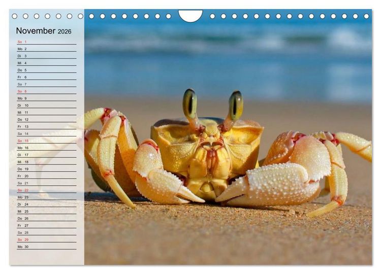 Produktbild: Krabben. Witzige Monster (Wandkalender 2026 DIN A4 quer), CALVENDO Monatskalender