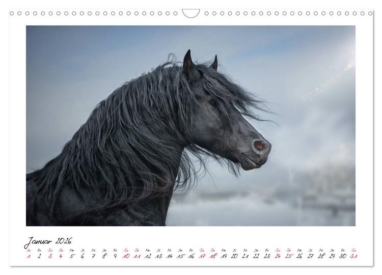 Produktbild: Friesen - stolze Giganten (Wandkalender 2026 DIN A3 quer), CALVENDO Monatskalender