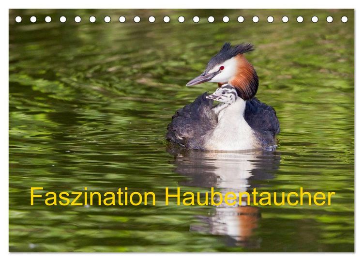 Produktbild: Faszination Haubentaucher (Tischkalender 2026 DIN A5 quer), CALVENDO Monatskalender