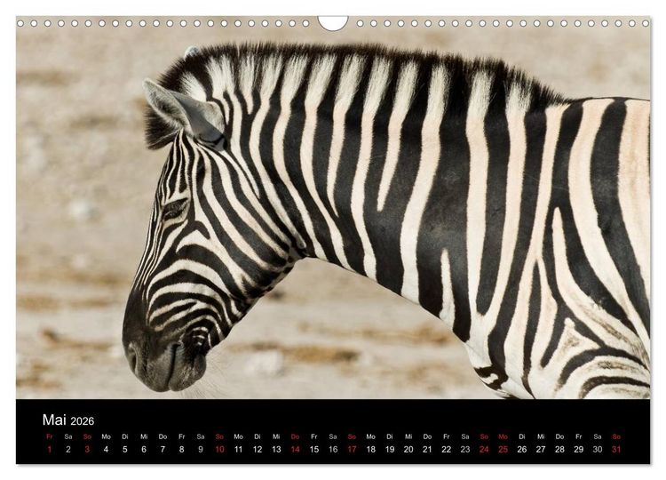 Produktbild: Zebras - Faszination der Streifen (Wandkalender 2026 DIN A3 quer), CALVENDO Monatskalender