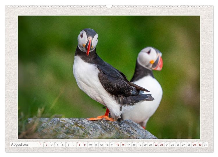 Produktbild: Die kleinen sch&ouml;nen (hochwertiger Premium Wandkalender 2026 DIN A2 quer), Kunstdruck in Hochglanz