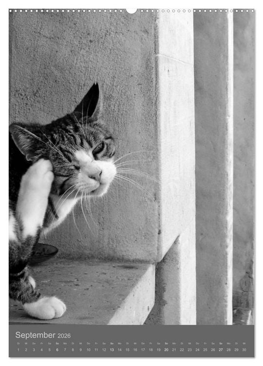 Produktbild: Sonja Heller Katzen in SW-Portraits (hochwertiger Premium Wandkalender 2026 DIN A2 hoch), Kunstdruck in Hochglanz