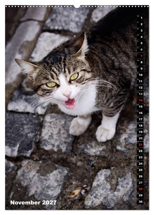 Produktbild: Istanbuls Katzen (Wandkalender 2027 DIN A2 hoch), CALVENDO Monatskalender