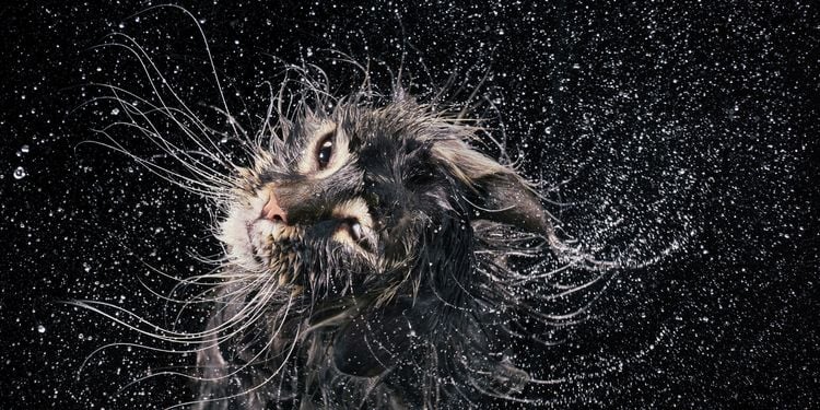 Produktbild: Katzen