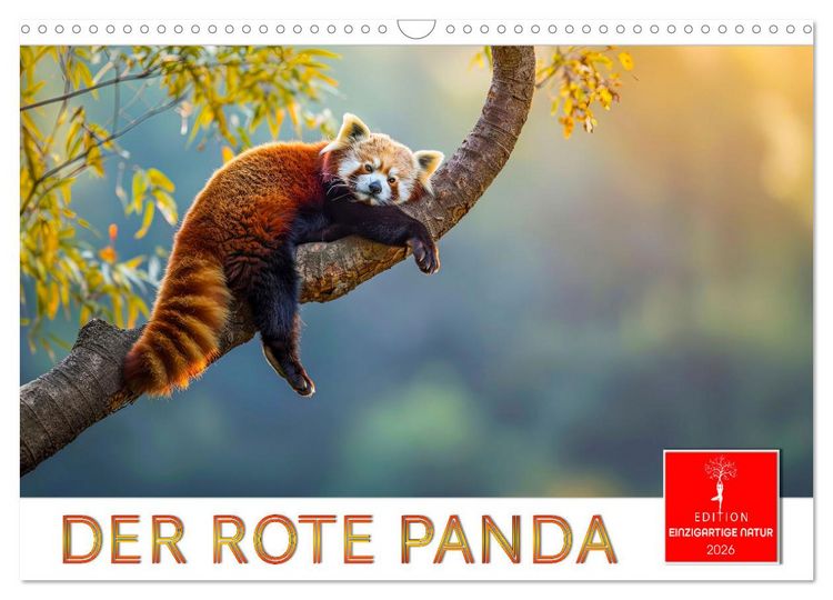 Produktbild: Der Rote Panda (Wandkalender 2026 DIN A3 quer), CALVENDO Monatskalender