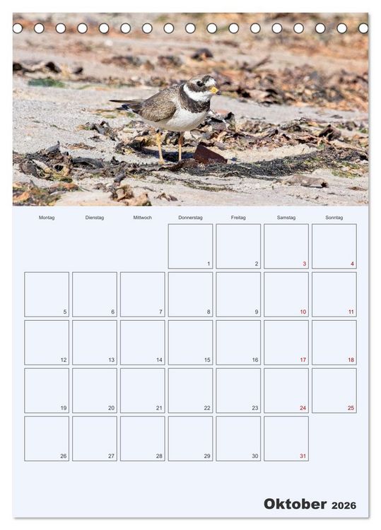 Produktbild: Wildes Leben auf Helgoland (Tischkalender 2026 DIN A5 hoch), CALVENDO Monatskalender