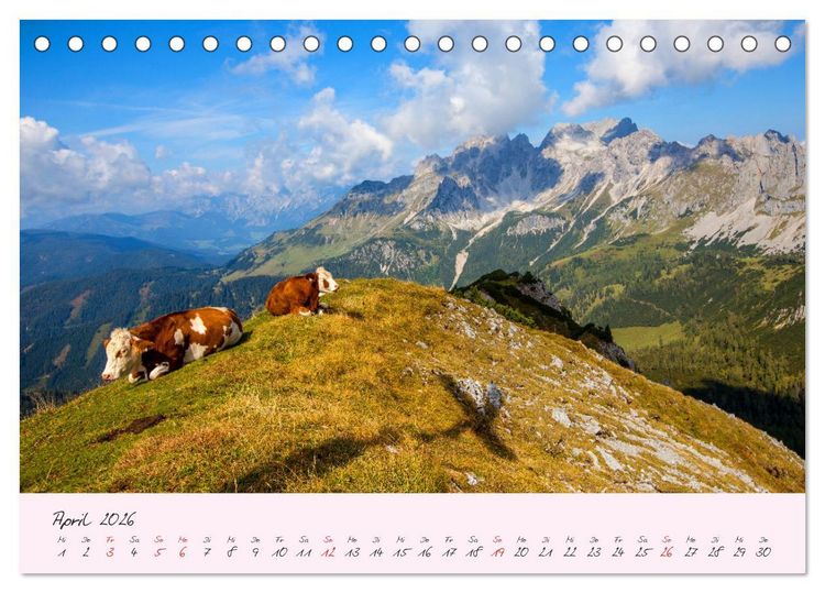 Produktbild: Friedliche K&uuml;he (Tischkalender 2026 DIN A5 quer), CALVENDO Monatskalender