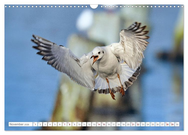 Produktbild: Aerorobaten - M&ouml;wen im Flug (Wandkalender 2026 DIN A3 quer), CALVENDO Monatskalender