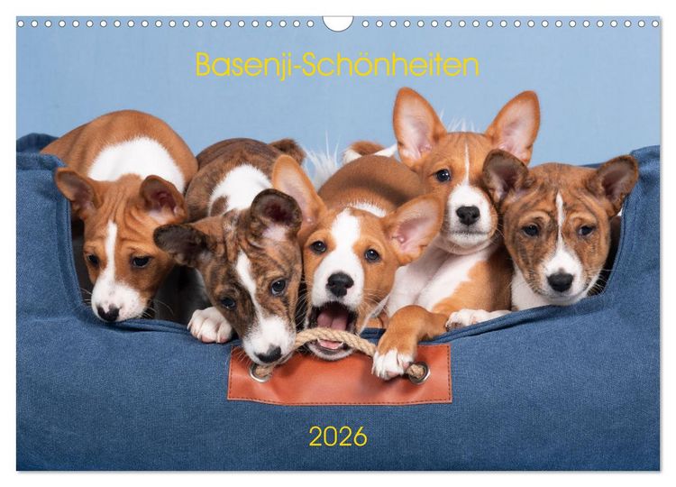 Produktbild: Basenji-Sch&ouml;nheiten (Wandkalender 2026 DIN A3 quer), CALVENDO Monatskalender
