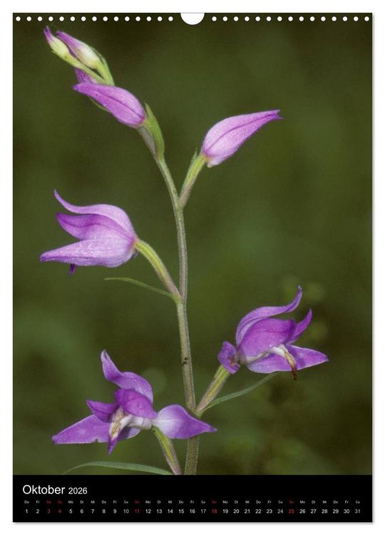 Produktbild: Wildwachsende Orchideen in Deutschland (Wandkalender 2026 DIN A3 hoch), CALVENDO Monatskalender