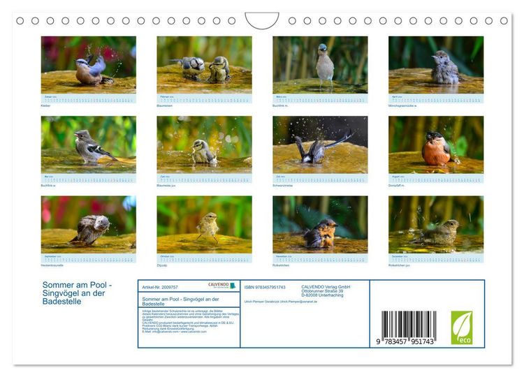 Produktbild: Sommer am Pool - Singv&ouml;gel an der Badestelle (Wandkalender 2026 DIN A4 quer), CALVENDO Monatskalender