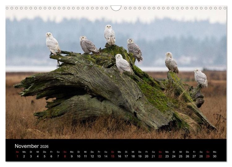 Produktbild: V&ouml;gel & Landschaften (Wandkalender 2026 DIN A3 quer), CALVENDO Monatskalender