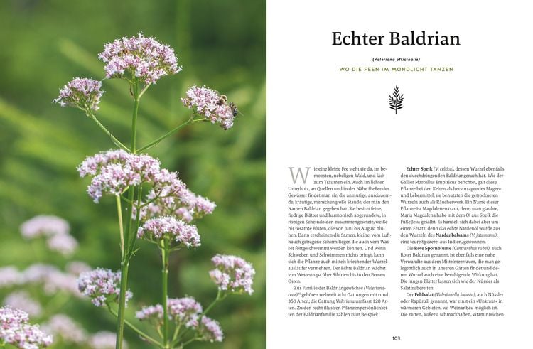 Produktbild: Meine Kr&auml;uter des Waldes