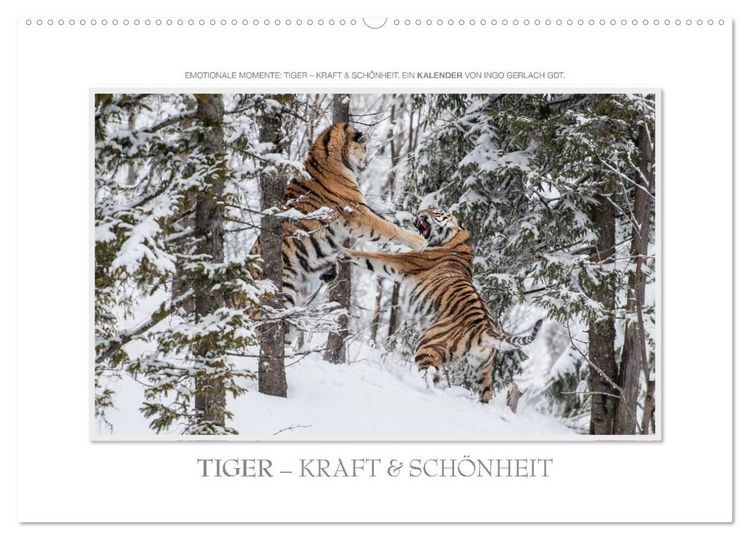 Produktbild: Emotionale Momente: Tiger - Kraft & Sch&ouml;nheit. / CH-Version (Wandkalender 2026 DIN A2 quer), CALVENDO Monatskalender