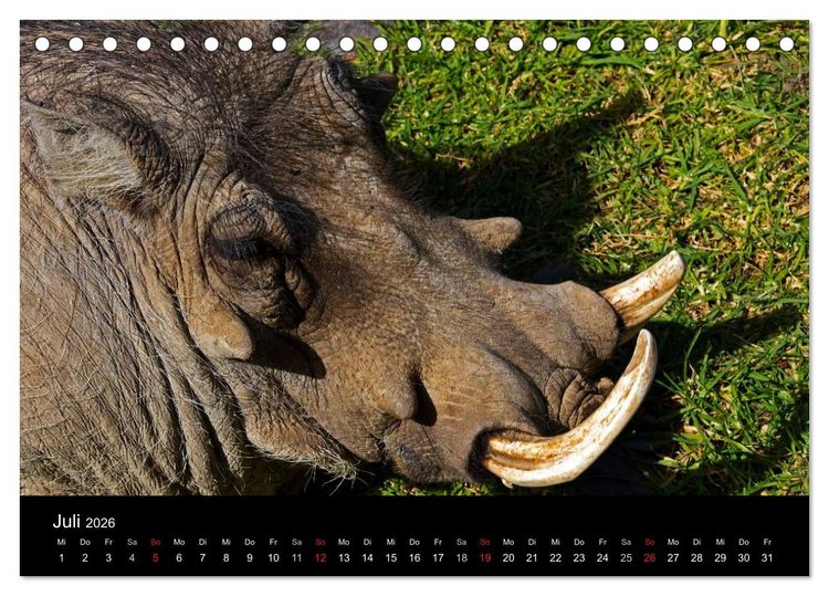 Produktbild: Namibias Tiere: von gro&szlig; bis klein (Tischkalender 2026 DIN A5 quer), CALVENDO Monatskalender