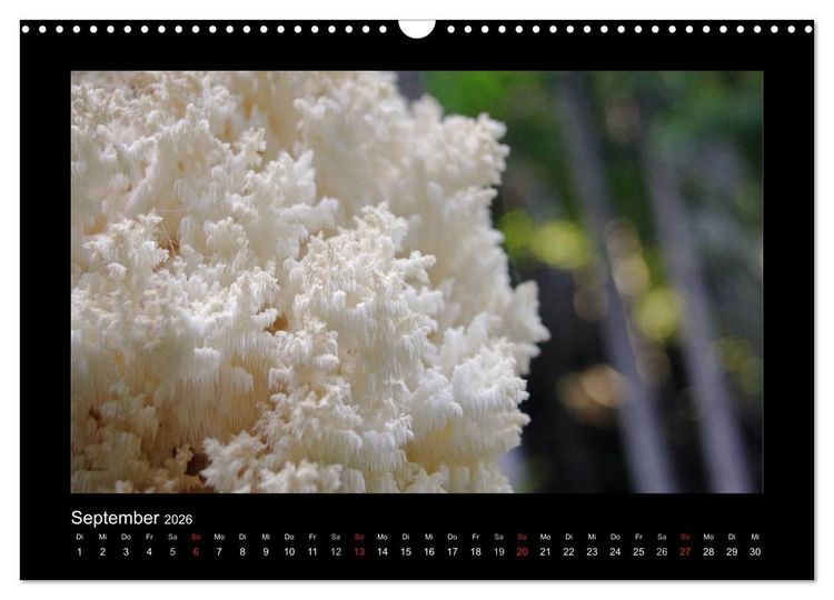 Produktbild: Pilze (Wandkalender 2026 DIN A3 quer), CALVENDO Monatskalender