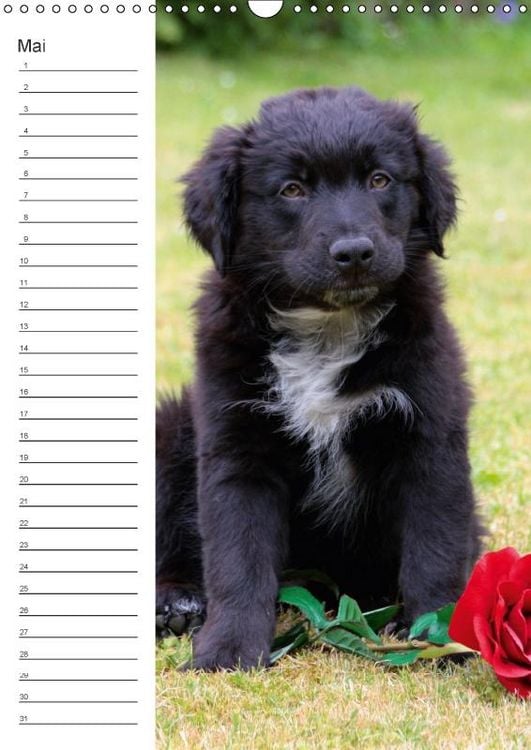 Produktbild: Der Aussie - Geburtstagskalender (Wandkalender immerw&auml;hrend DIN A3 hoch)
