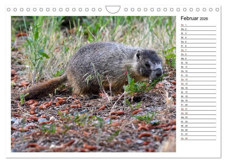 Produktbild: Murmeltiere in Nordamerika (Wandkalender 2026 DIN A4 quer), CALVENDO Monatskalender