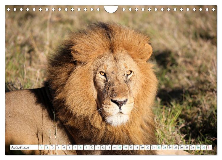 Produktbild: Simba Masai Mara Kenya Africa (Wall Calendar 2026 DIN A4 landscape), CALVENDO 12 Month Wall Calendar