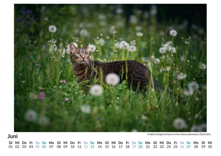 Produktbild: Tiere in der Natur