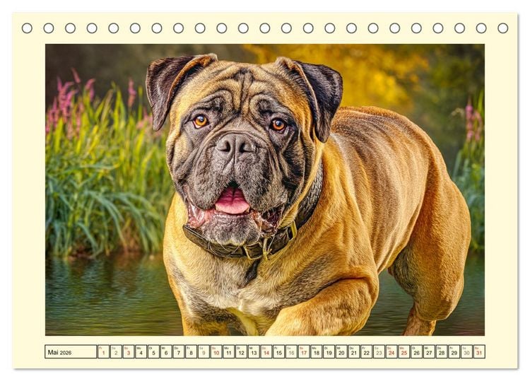 Produktbild: Bullmastiff im Portr&auml;t. Kraftvolle Hunde mit sanftem Wesen (Tischkalender 2026 DIN A5 quer), CALVENDO Monatskalender