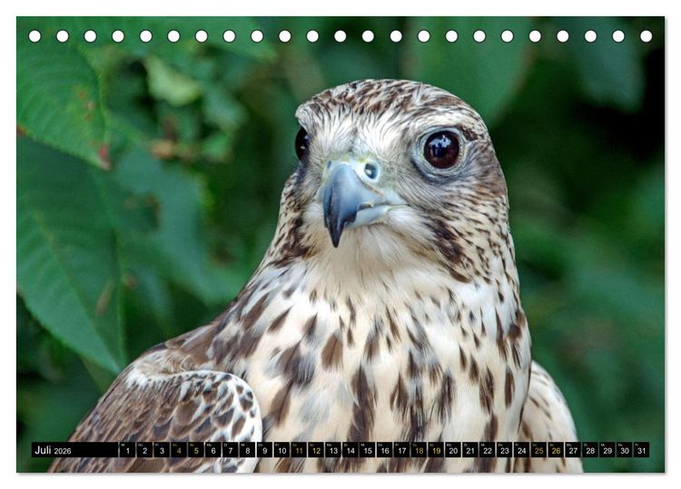 Produktbild: V&ouml;gel im Fokus - Ausdrucksstarke Vielfalt in der Vogelwelt (Tischkalender 2026 DIN A5 quer), CALVENDO Monatskalender