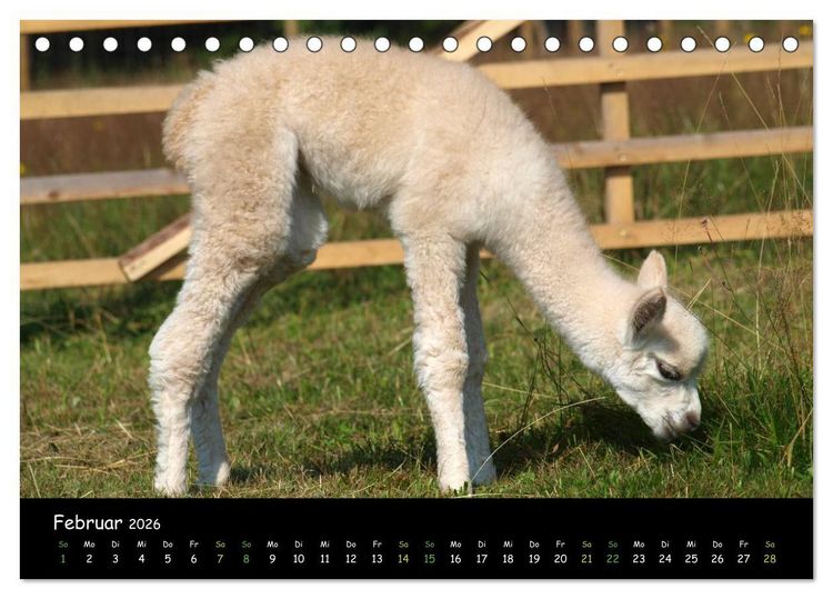 Produktbild: Alpakas zum Verlieben (Tischkalender 2026 DIN A5 quer), CALVENDO Monatskalender