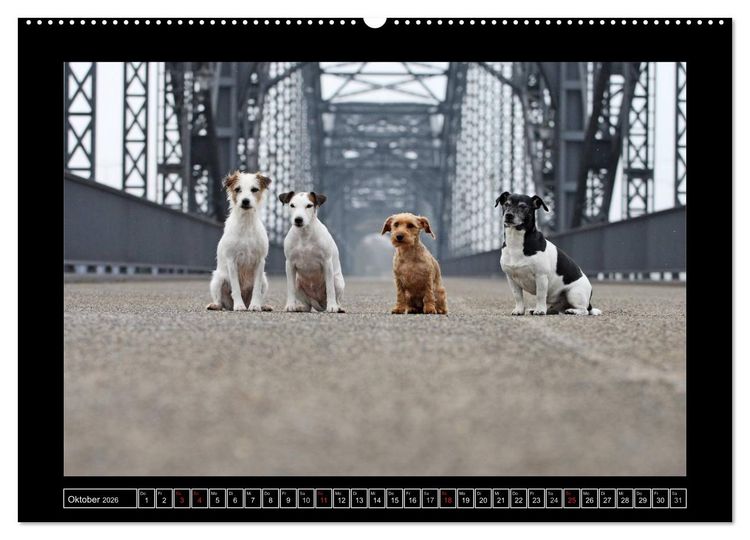 Produktbild: Parson Russell Terrier (hochwertiger Premium Wandkalender 2026 DIN A2 quer), Kunstdruck in Hochglanz