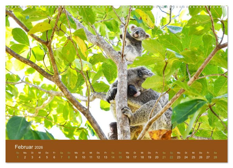 Produktbild: Koalas, putzige Gesellen (Wandkalender 2026 DIN A2 quer), CALVENDO Monatskalender