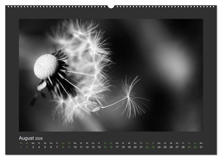 Produktbild: Pflanzen in Schwarz und Wei&szlig; (Wandkalender 2026 DIN A2 quer), CALVENDO Monatskalender